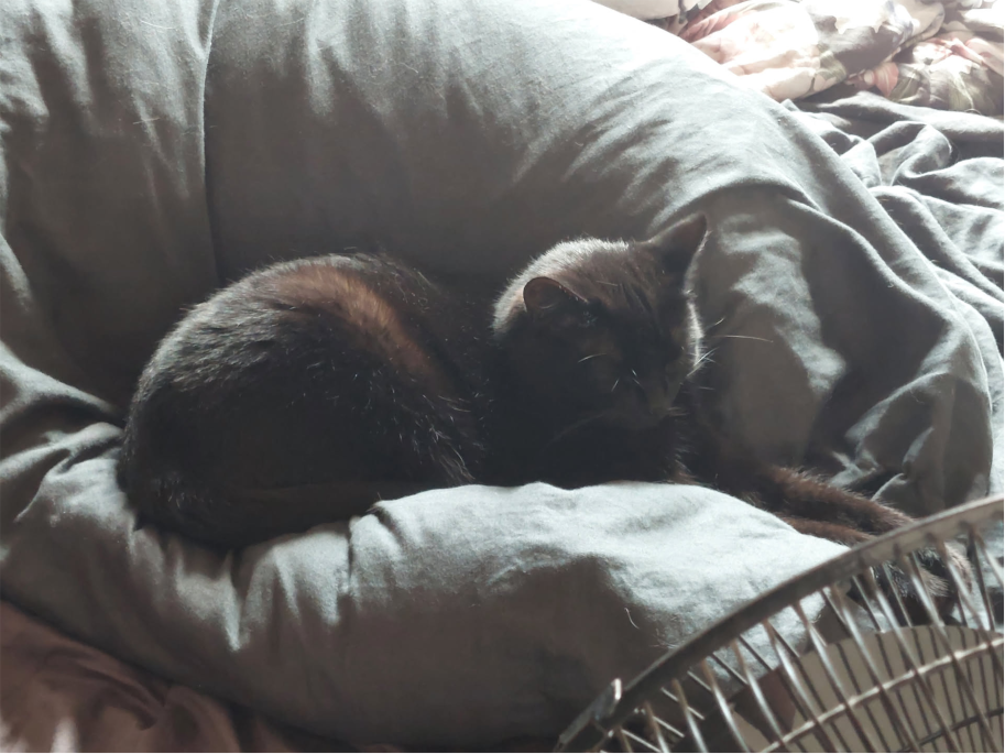 Picture of a black cat
