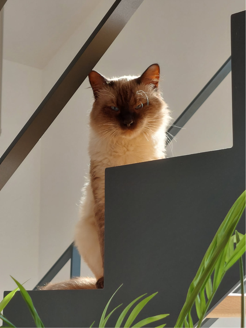 Picture of a ragdoll cat