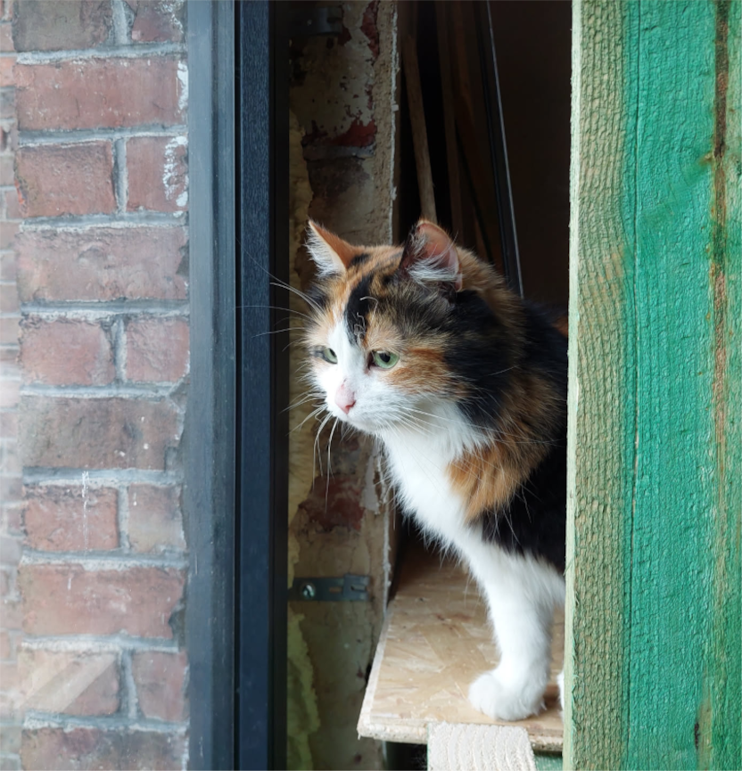 Picture of a tabby cat